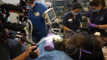 Urgences Animales - Branle-bas de combat 2.jpg