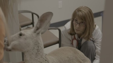 Urgences Animales - Branle-bas de combat 4.jpg