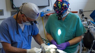 Urgences Animales - Branle-bas de combat 5.jpg