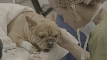 Urgences Animales - Branle-bas de combat 9.jpg