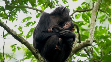 Ep101_ABabyChimpsStory_GrowingUpAnimal_15.jpg