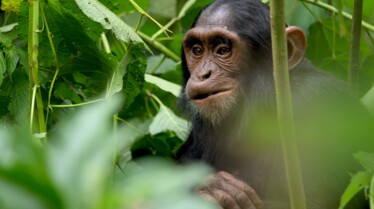 Ep101_ABabyChimpsStory_GrowingUpAnimal_18.jpg