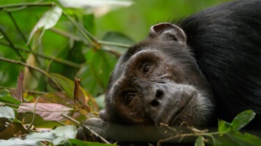 Ep101_ABabyChimpsStory_GrowingUpAnimal_28.jpg