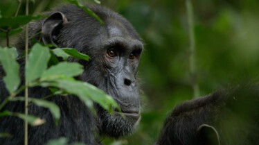 Ep101_ABabyChimpsStory_GrowingUpAnimal_30.jpg