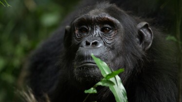 Ep101_ABabyChimpsStory_GrowingUpAnimal_39.jpg