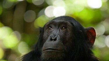 Ep101_ABabyChimpsStory_GrowingUpAnimal_43.jpg