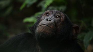 Ep101_ABabyChimpsStory_GrowingUpAnimal_44.jpg