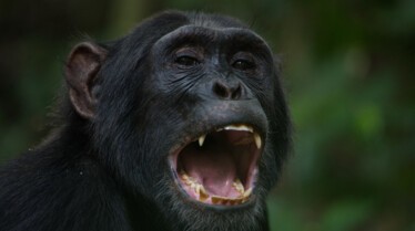 Ep101_ABabyChimpsStory_GrowingUpAnimal_46.jpg