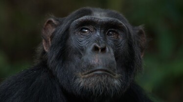 Ep101_ABabyChimpsStory_GrowingUpAnimal_47.jpg