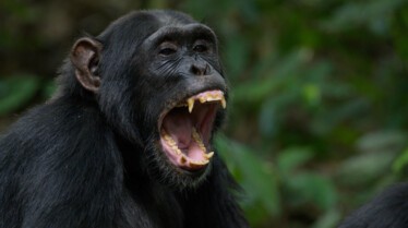 Ep101_ABabyChimpsStory_GrowingUpAnimal_48.jpg