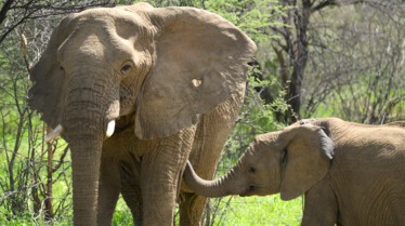 Ep103_ABabyElephantsStory_GrowingUpAnimal_12.jpg