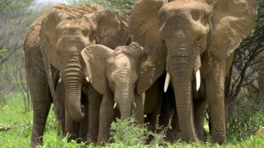 Ep103_ABabyElephantsStory_GrowingUpAnimal_13.jpg