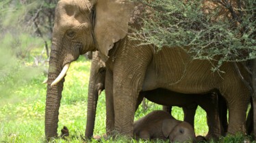 Ep103_ABabyElephantsStory_GrowingUpAnimal_14.jpg
