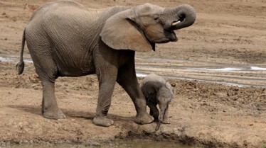 Ep103_ABabyElephantsStory_GrowingUpAnimal_32.jpg