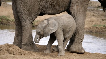 Ep103_ABabyElephantsStory_GrowingUpAnimal_39.jpg
