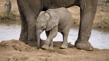 Ep103_ABabyElephantsStory_GrowingUpAnimal_40.jpg