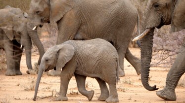 Ep103_ABabyElephantsStory_GrowingUpAnimal_45.jpg