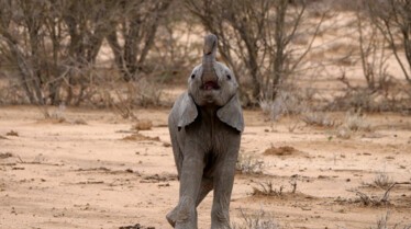 Ep103_ABabyElephantsStory_GrowingUpAnimal_48.jpg
