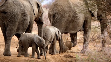 Ep103_ABabyElephantsStory_GrowingUpAnimal_49.jpg