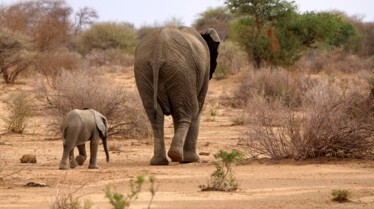 Ep103_ABabyElephantsStory_GrowingUpAnimal_50.jpg