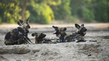 Ep104_ABabyWildDogsStory_GrowingUpAnimal_03.jpg