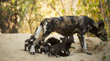 Ep104_ABabyWildDogsStory_GrowingUpAnimal_12.jpg