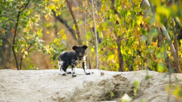 Ep104_ABabyWildDogsStory_GrowingUpAnimal_13.jpg