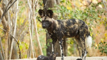 Ep104_ABabyWildDogsStory_GrowingUpAnimal_18.jpg