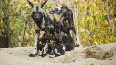 Ep104_ABabyWildDogsStory_GrowingUpAnimal_22.jpg