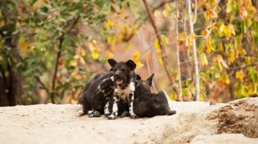 Ep104_ABabyWildDogsStory_GrowingUpAnimal_26.jpg
