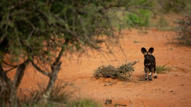 Ep104_ABabyWildDogsStory_GrowingUpAnimal_32.jpg