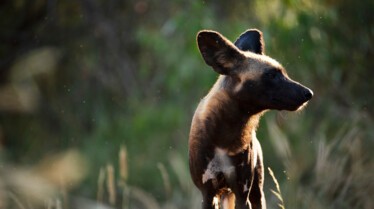 Ep104_ABabyWildDogsStory_GrowingUpAnimal_45.jpg