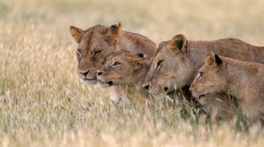 Ep105_ABabyLionsStory_GrowingUpAnimal_06.jpg