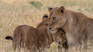 Ep105_ABabyLionsStory_GrowingUpAnimal_07.jpg