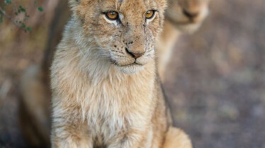 Ep105_ABabyLionsStory_GrowingUpAnimal_25.jpg
