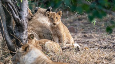 Ep105_ABabyLionsStory_GrowingUpAnimal_29.jpg
