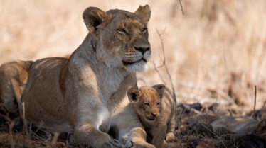 Ep105_ABabyLionsStory_GrowingUpAnimal_45.jpg