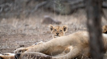 Ep105_ABabyLionsStory_GrowingUpAnimal_51.jpg
