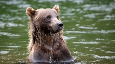 Ep106_ABabyGrizzlysStory_GrowingUpAnimal_20.jpg