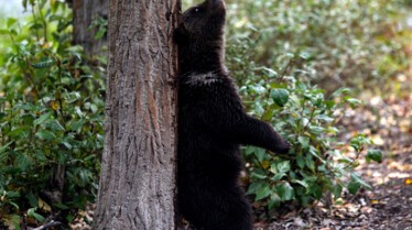Ep106_ABabyGrizzlysStory_GrowingUpAnimal_44.jpg