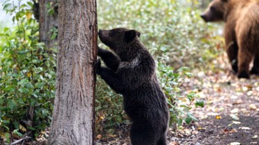 Ep106_ABabyGrizzlysStory_GrowingUpAnimal_46.jpg