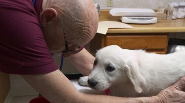 Dr Pol - Baby boom 3.jpg