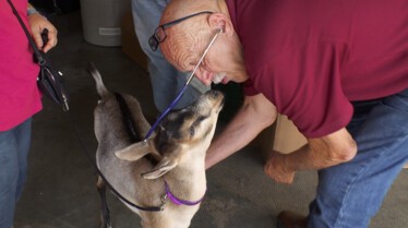 Dr Pol - Baby boom 4.jpg