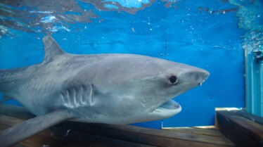 Hommes requins - une naissance 3.jpg