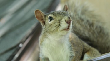 Mission Opposum 1.jpg