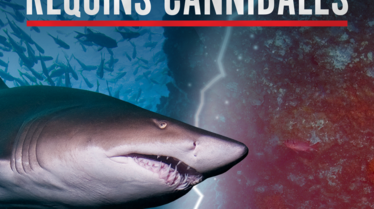 P_Cannibal_Sharks_TA_P67_2000x3000_fr-FR_274034.png