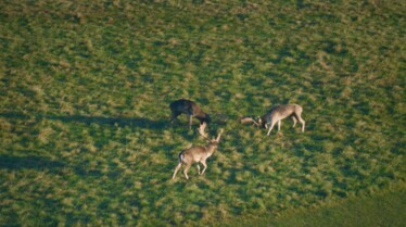 Europe from above - Ireland 6.jpg