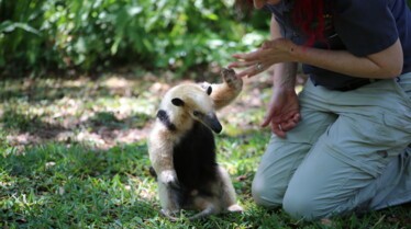 Au coeur du zoo - tampa 3.jpg