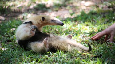 Au coeur du zoo - tampa 4.jpg