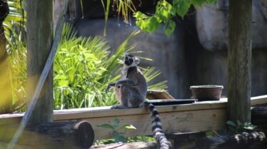 Au coeur du zoo - tampa 5.jpg